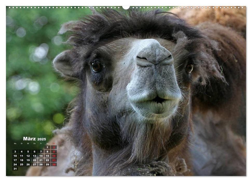 Kamele (CALVENDO Premium Wandkalender 2025)