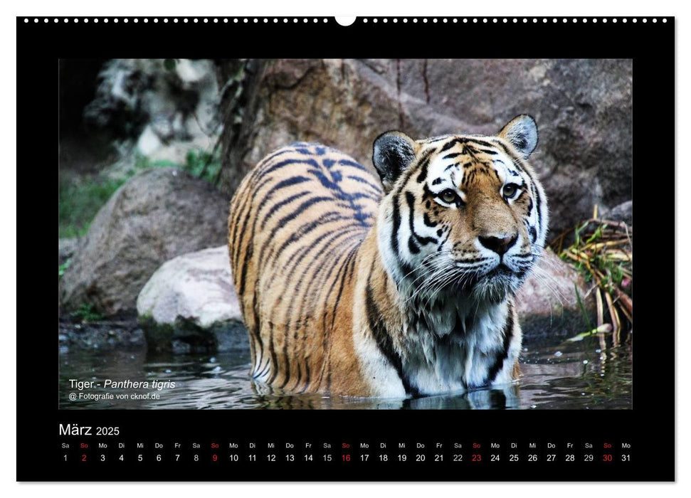 Wildtiere (CALVENDO Premium Wandkalender 2025)