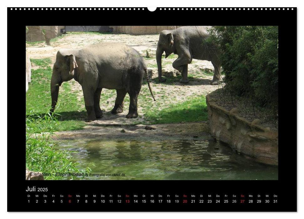 Wildtiere (CALVENDO Premium Wandkalender 2025)