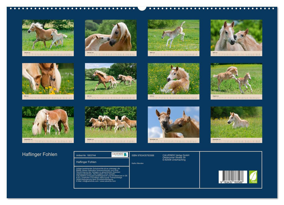 Haflinger Fohlen (CALVENDO Premium Wandkalender 2025)