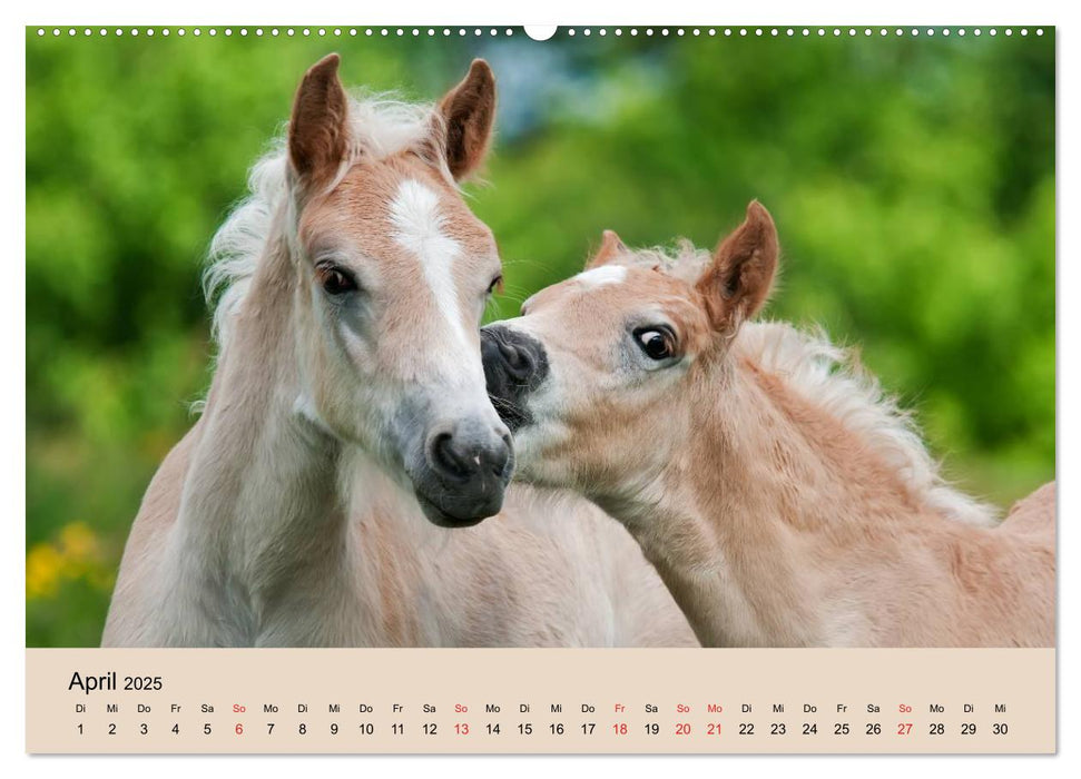 Haflinger Fohlen (CALVENDO Premium Wandkalender 2025)