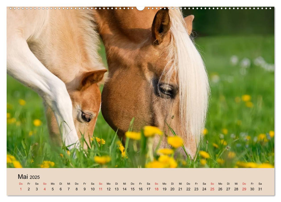 Haflinger Fohlen (CALVENDO Premium Wandkalender 2025)