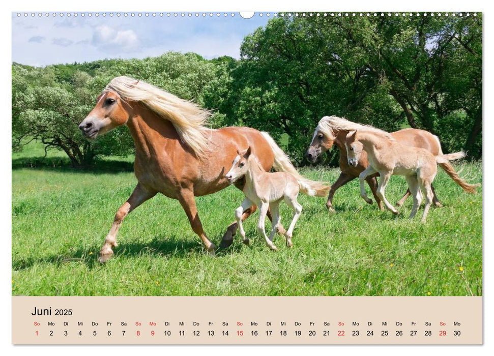 Haflinger Fohlen (CALVENDO Premium Wandkalender 2025)