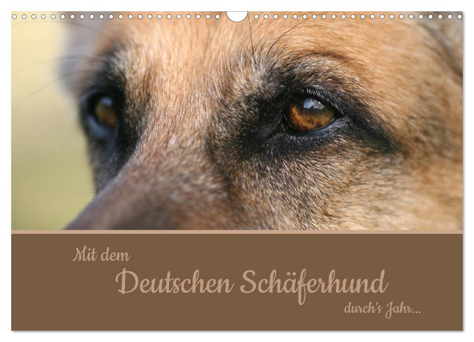 Mit dem Deutschen Schäferhund durch's Jahr (CALVENDO Wandkalender 2025)