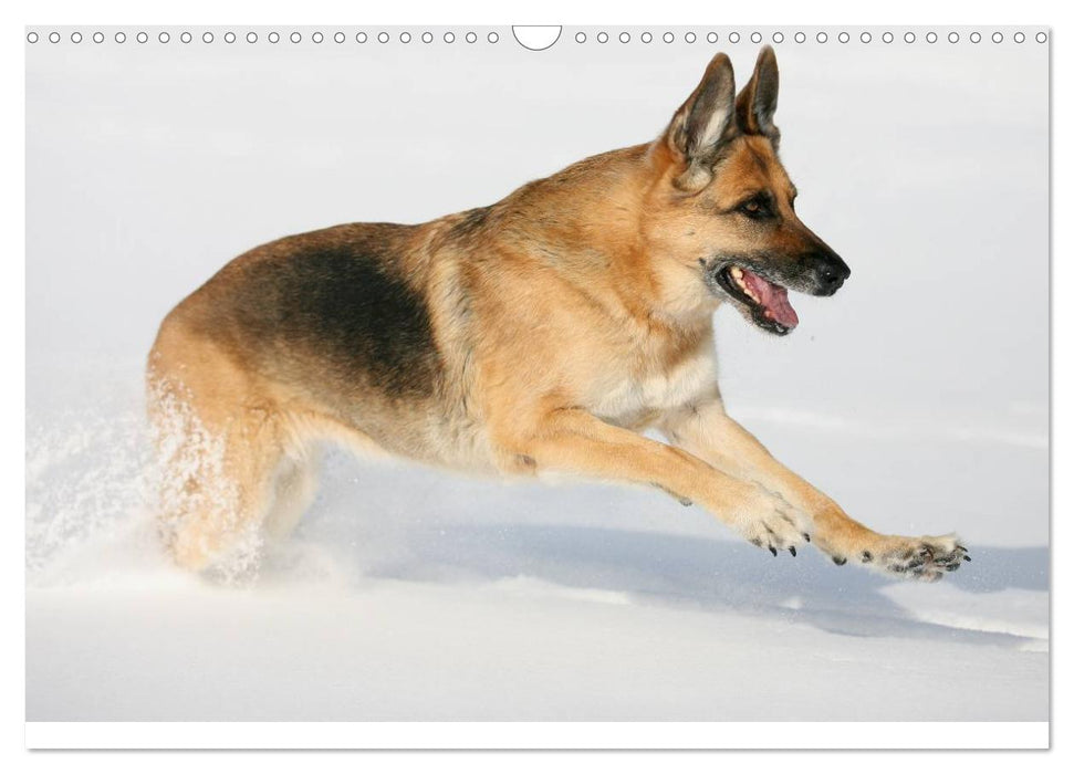 Mit dem Deutschen Schäferhund durch's Jahr (CALVENDO Wandkalender 2025)