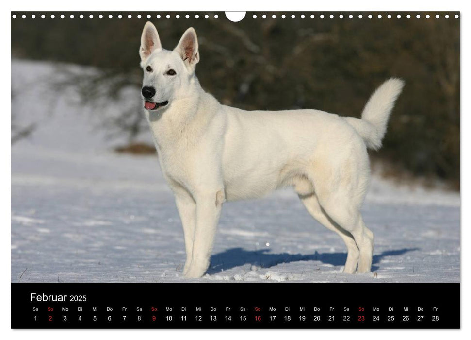 Mit dem Deutschen Schäferhund durch's Jahr (CALVENDO Wandkalender 2025)