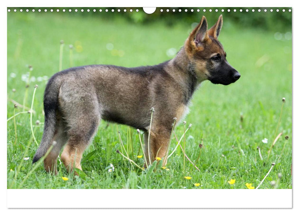 Mit dem Deutschen Schäferhund durch's Jahr (CALVENDO Wandkalender 2025)