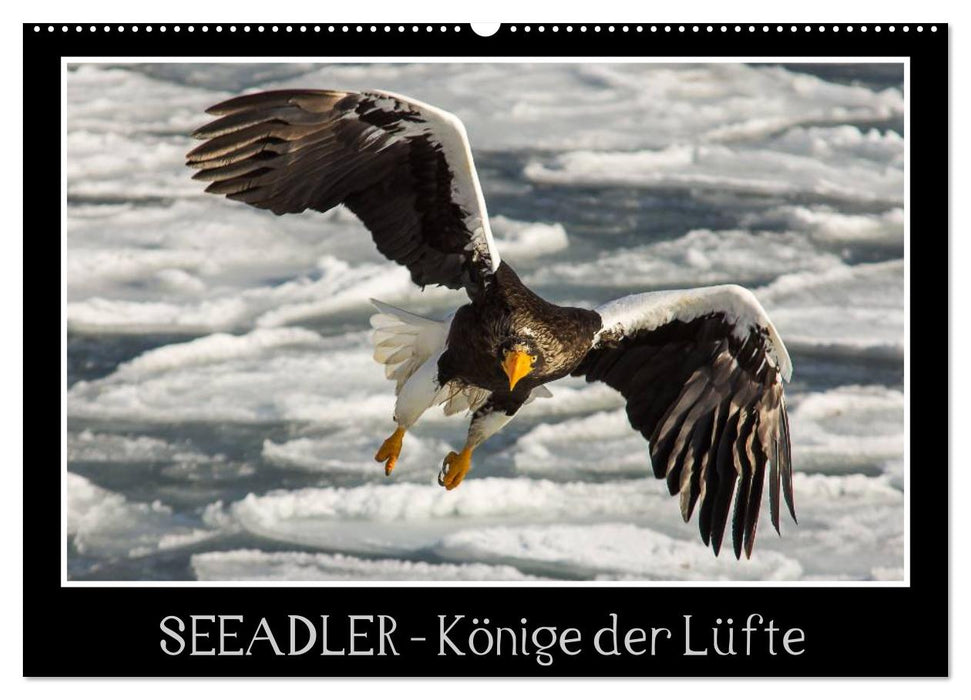 Seeadler - Könige der Lüfte (CALVENDO Wandkalender 2025)