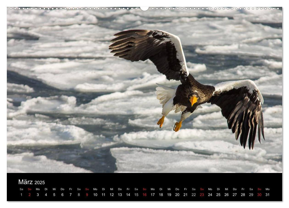 Seeadler - Könige der Lüfte (CALVENDO Wandkalender 2025)