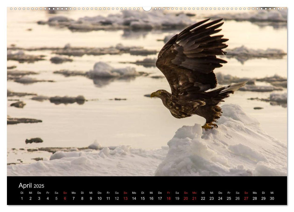 Seeadler - Könige der Lüfte (CALVENDO Wandkalender 2025)