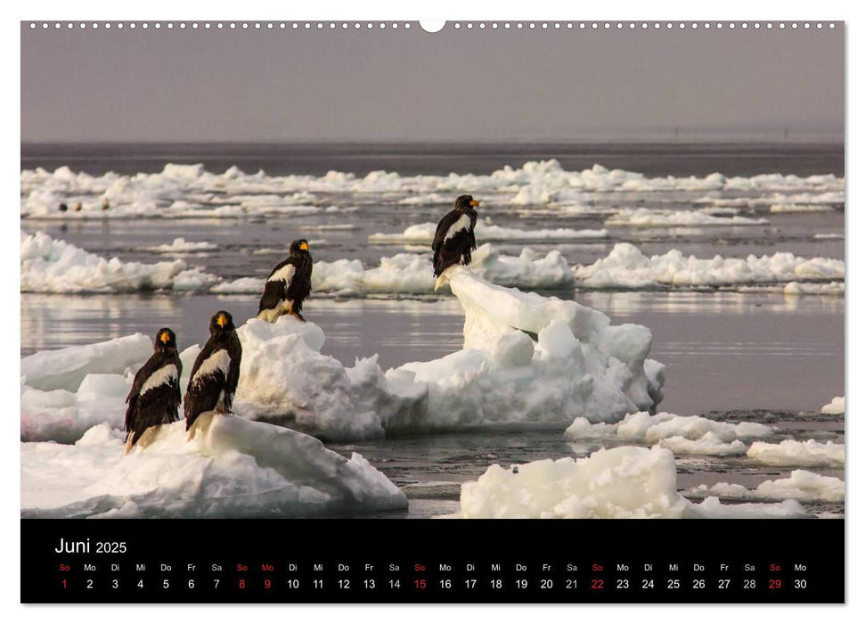 Seeadler - Könige der Lüfte (CALVENDO Wandkalender 2025)