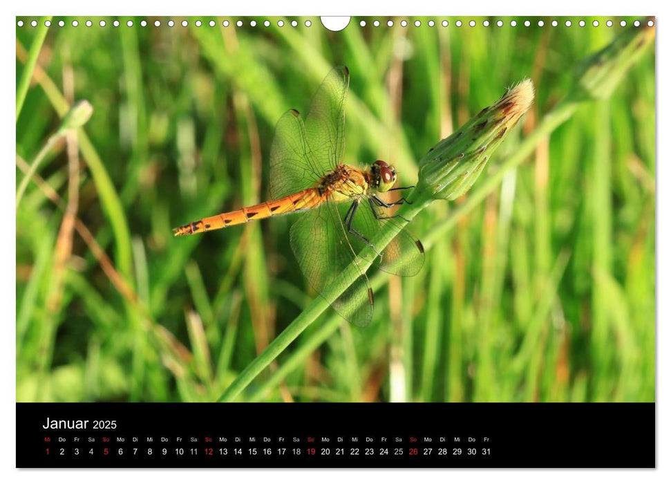 Libellen - Unsere schönsten Insekten (CALVENDO Wandkalender 2025)