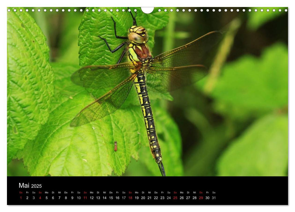 Libellen - Unsere schönsten Insekten (CALVENDO Wandkalender 2025)