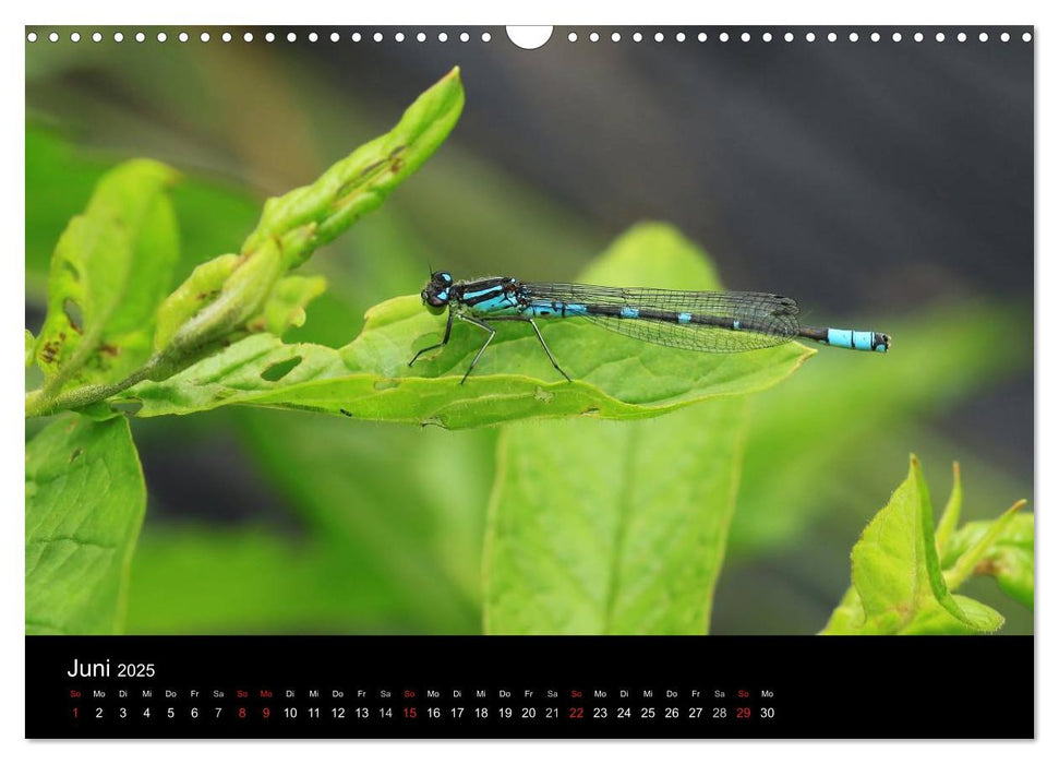 Libellen - Unsere schönsten Insekten (CALVENDO Wandkalender 2025)