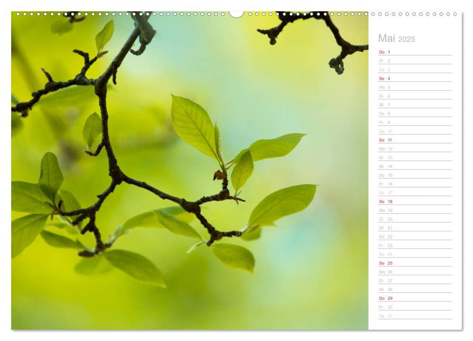 Naturfarben (CALVENDO Wandkalender 2025)