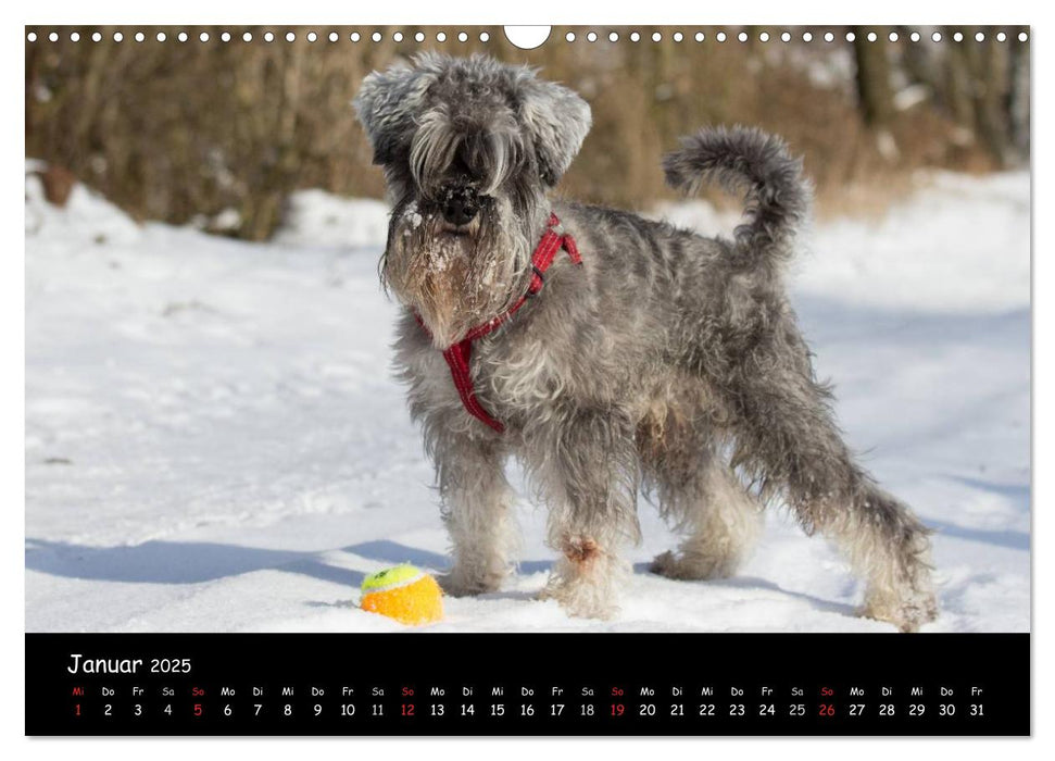 Hunde - Freunde für's Leben (CALVENDO Wandkalender 2025)