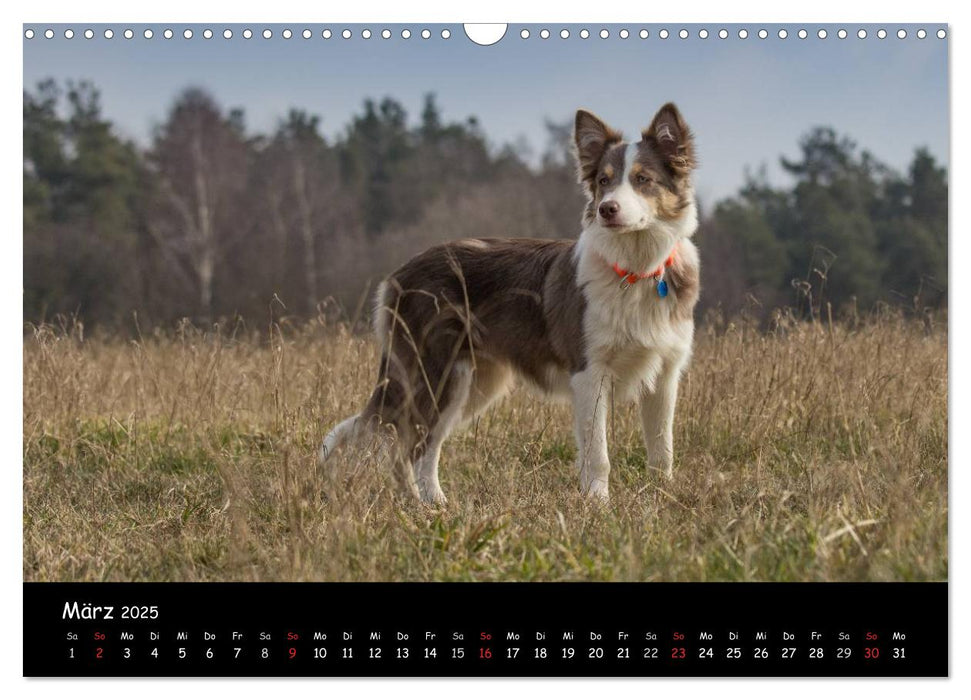 Hunde - Freunde für's Leben (CALVENDO Wandkalender 2025)