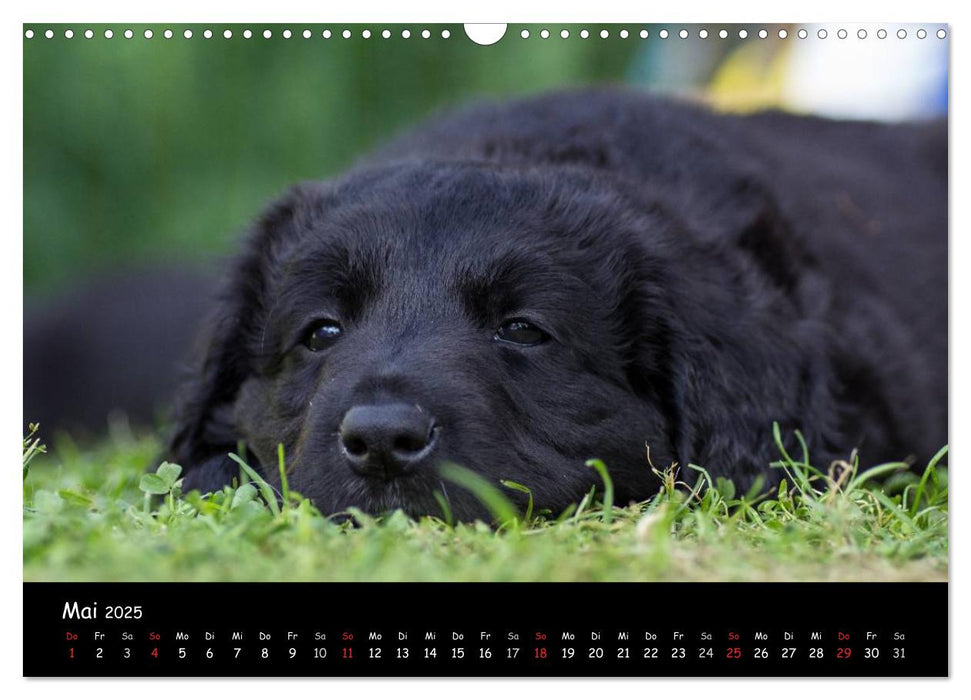 Hunde - Freunde für's Leben (CALVENDO Wandkalender 2025)