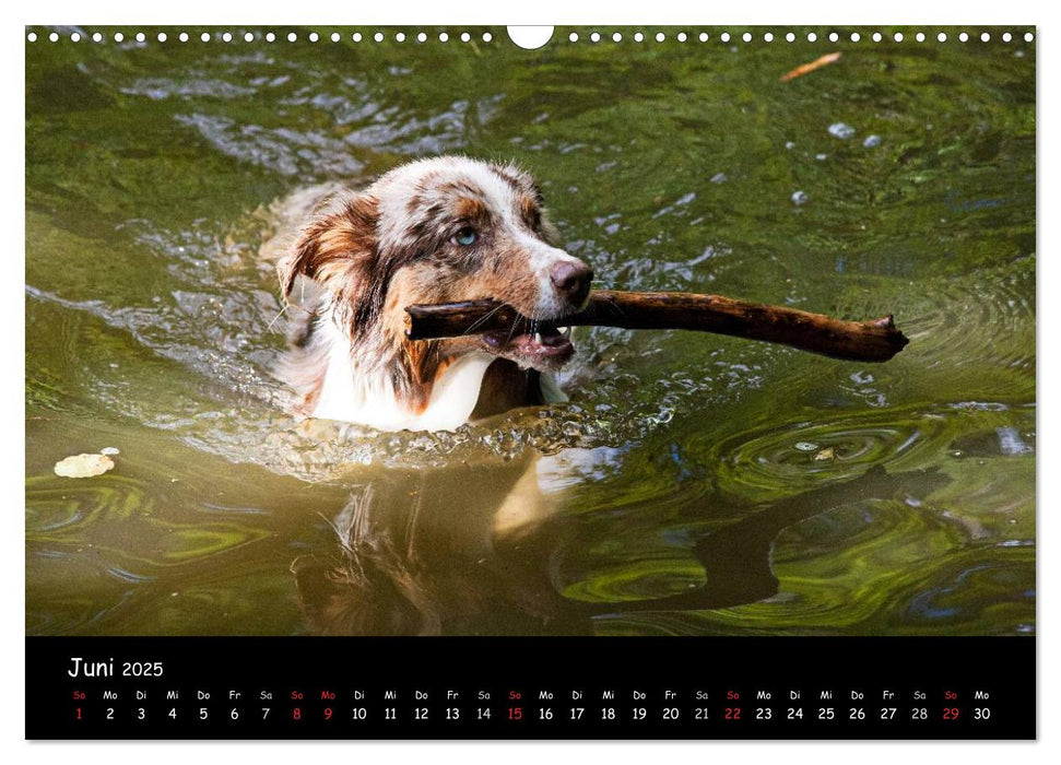 Hunde - Freunde für's Leben (CALVENDO Wandkalender 2025)