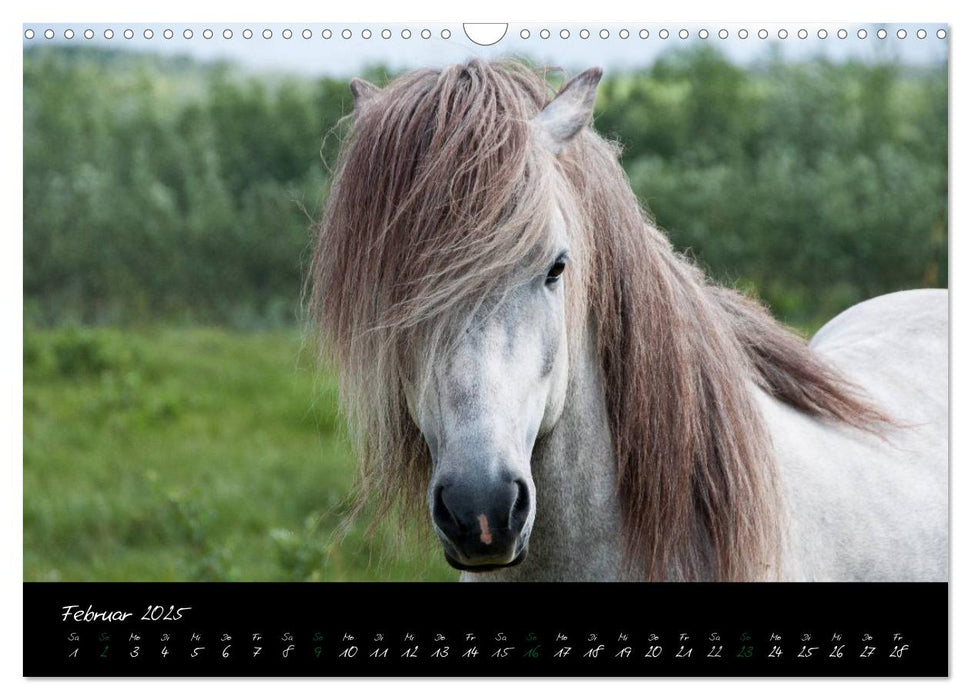 Charakterköpfe Islandpferde (CALVENDO Wandkalender 2025)