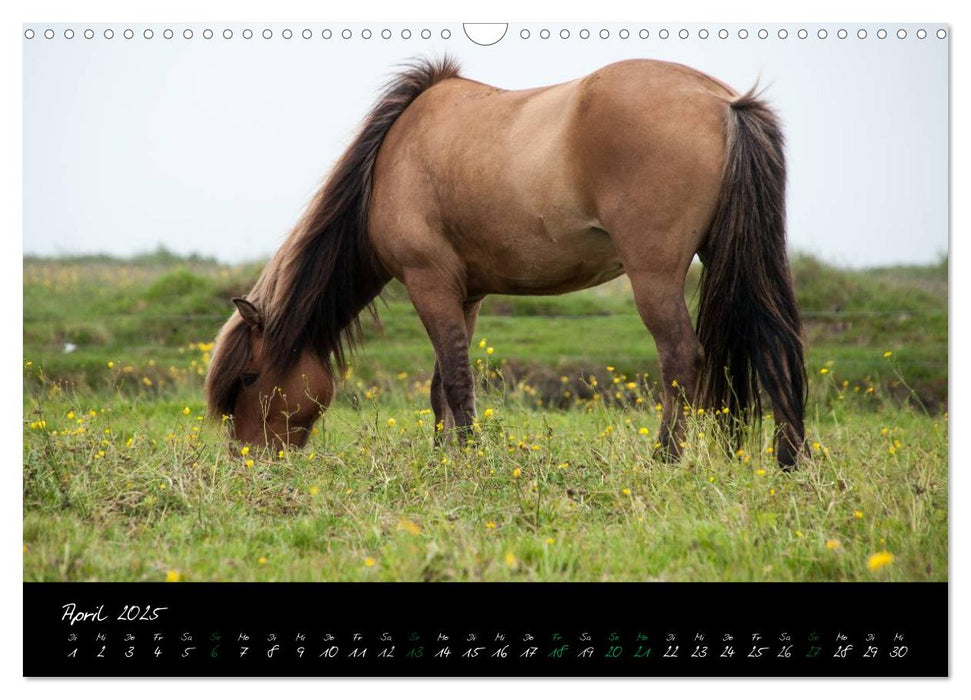 Charakterköpfe Islandpferde (CALVENDO Wandkalender 2025)