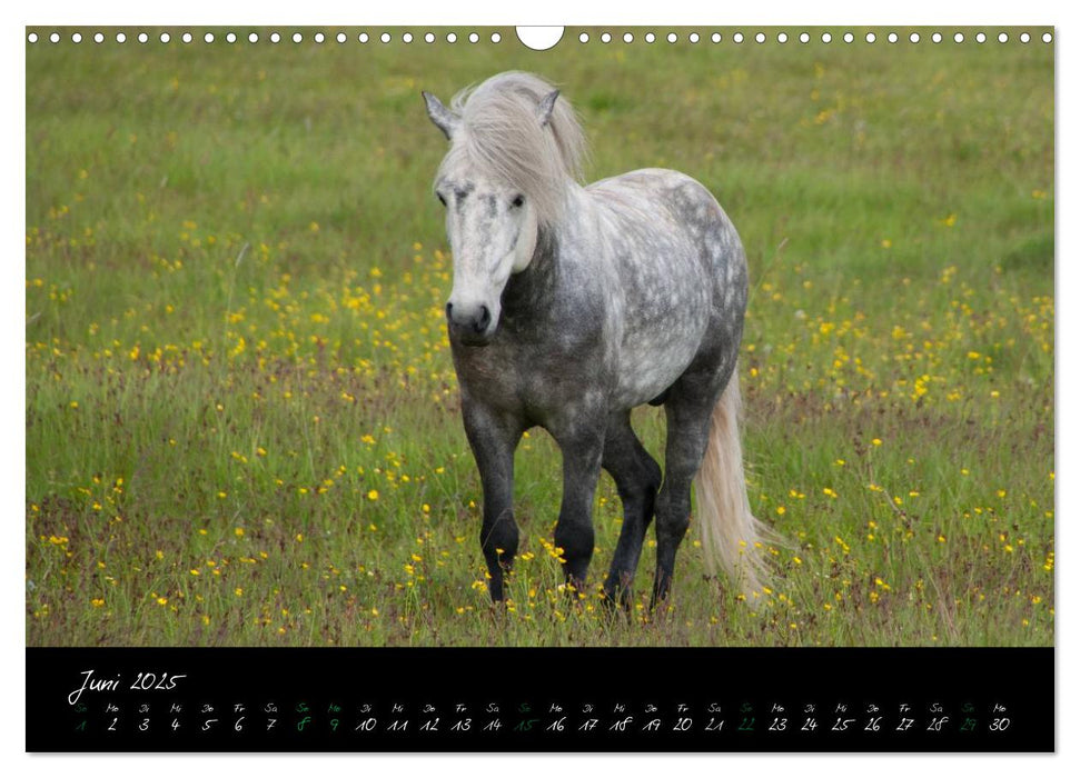 Charakterköpfe Islandpferde (CALVENDO Wandkalender 2025)