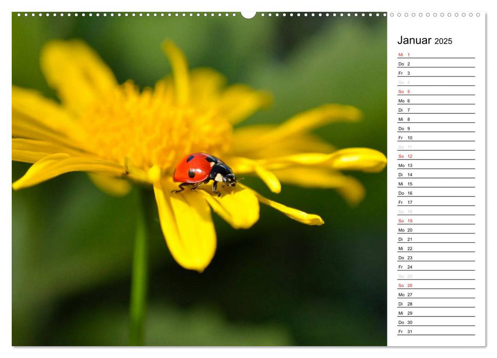 Marienkäfer 2025 (CALVENDO Premium Wandkalender 2025)