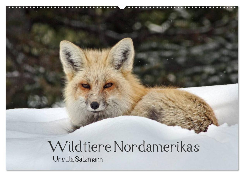 Wildtiere Nordamerikas (CALVENDO Wandkalender 2025)