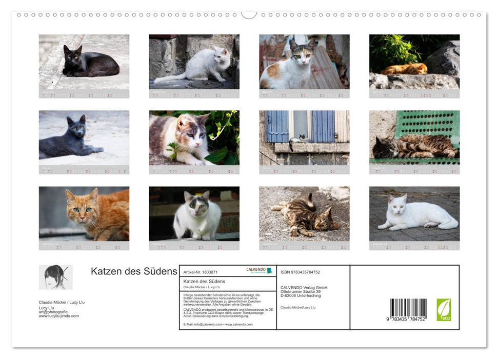 Katzen des Südens (CALVENDO Premium Wandkalender 2025)