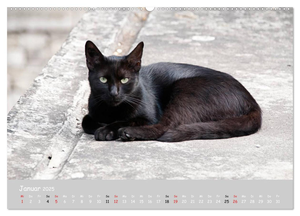 Katzen des Südens (CALVENDO Premium Wandkalender 2025)