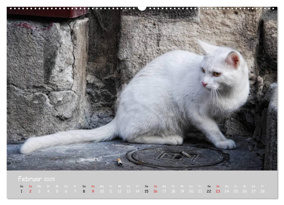 Katzen des Südens (CALVENDO Premium Wandkalender 2025)