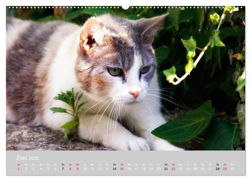 Katzen des Südens (CALVENDO Premium Wandkalender 2025)