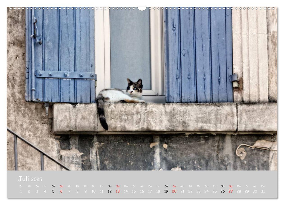 Katzen des Südens (CALVENDO Premium Wandkalender 2025)