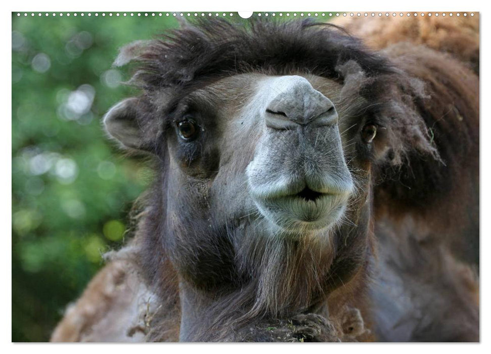 Kamele (CALVENDO Wandkalender 2025)