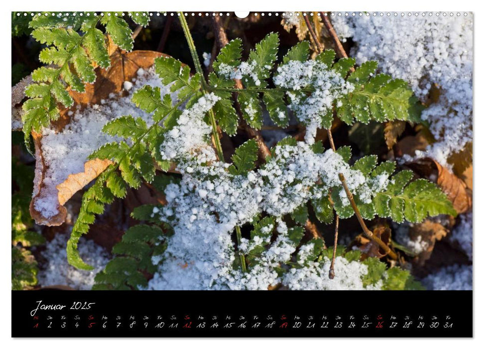 Wald (CALVENDO Premium Wandkalender 2025)