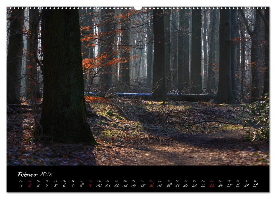 Wald (CALVENDO Premium Wandkalender 2025)