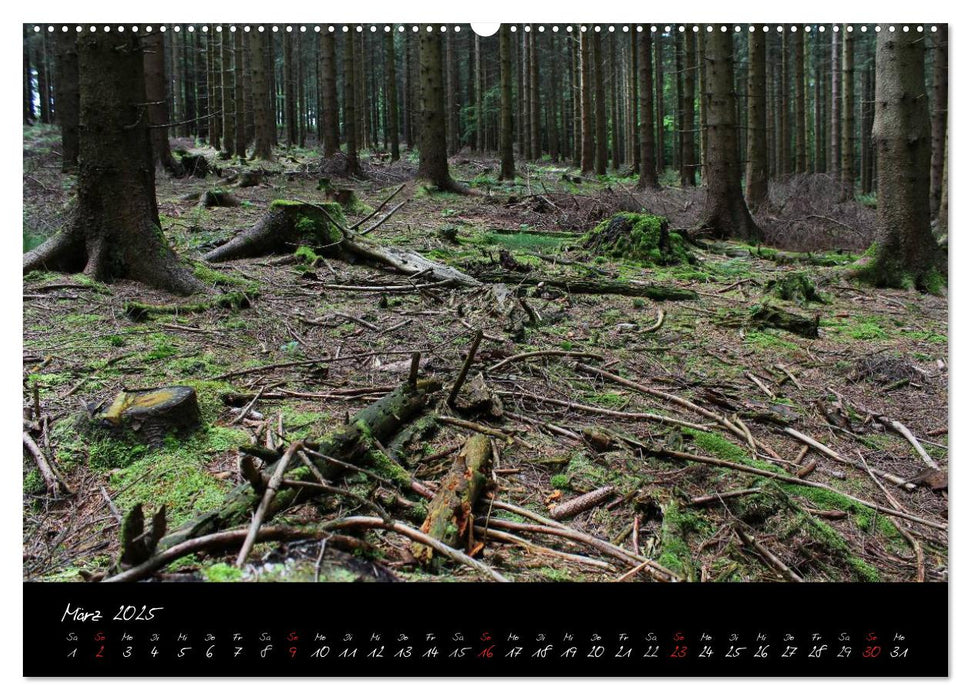 Wald (CALVENDO Premium Wandkalender 2025)