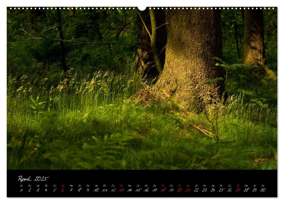 Wald (CALVENDO Premium Wandkalender 2025)