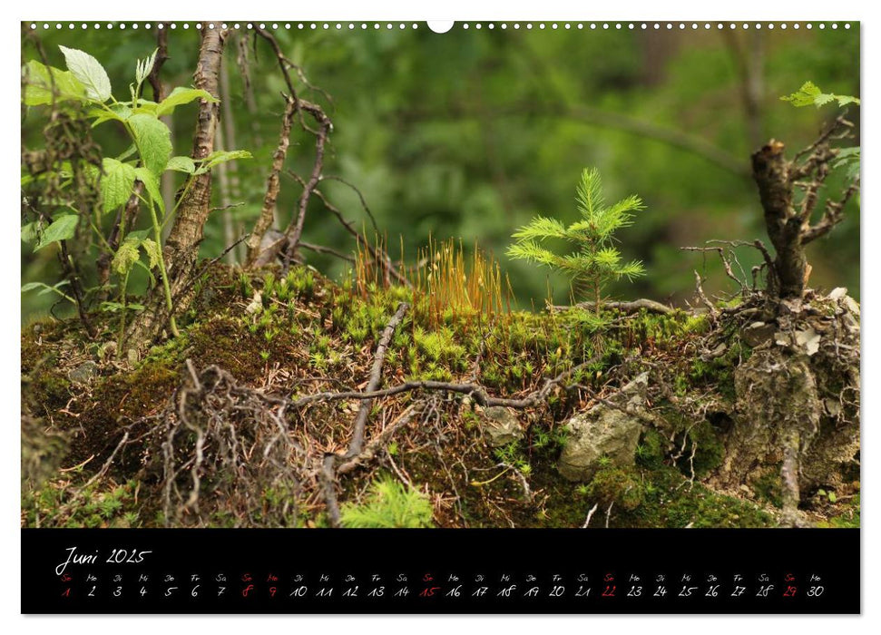 Wald (CALVENDO Premium Wandkalender 2025)