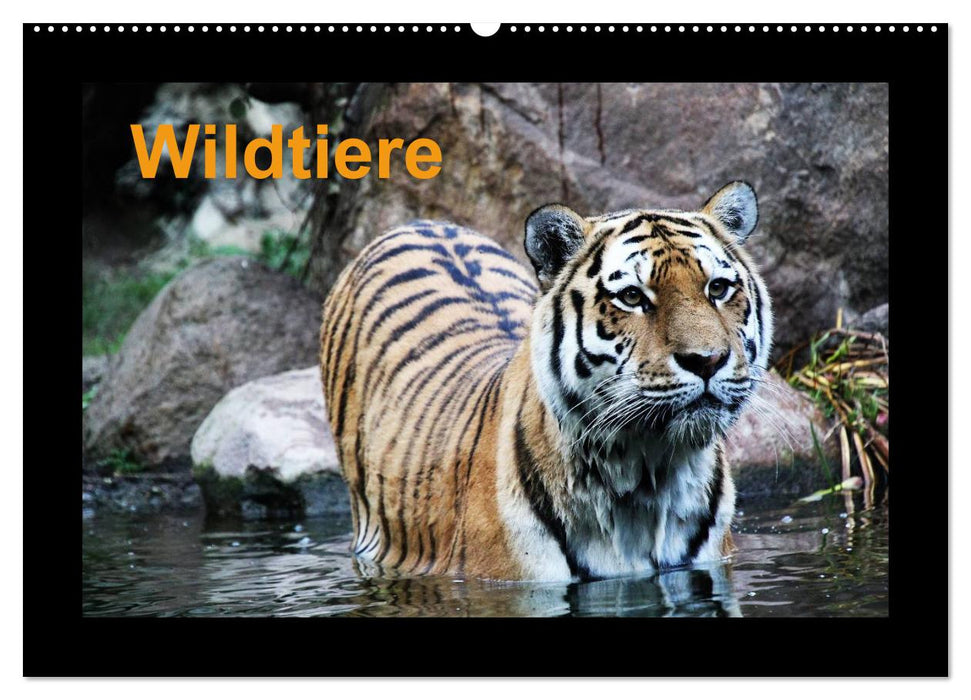 Wildtiere (CALVENDO Wandkalender 2025)