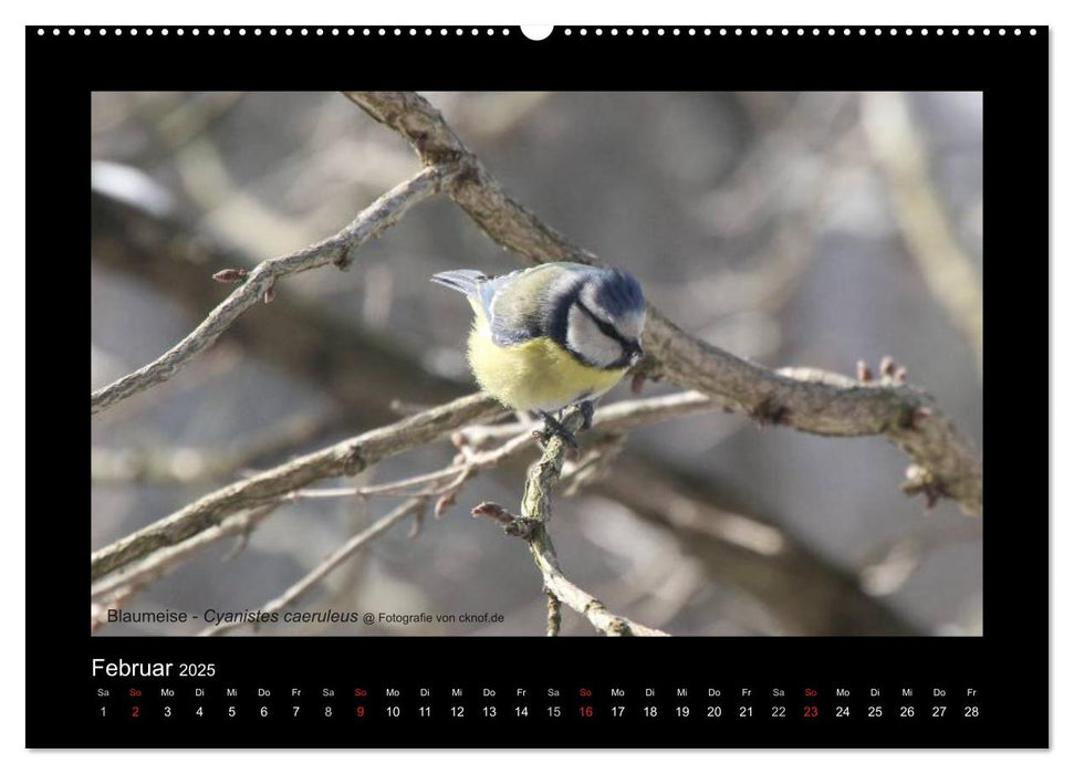 Wildtiere (CALVENDO Wandkalender 2025)