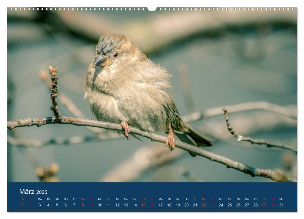 Spatzen-Kalender (CALVENDO Premium Wandkalender 2025)