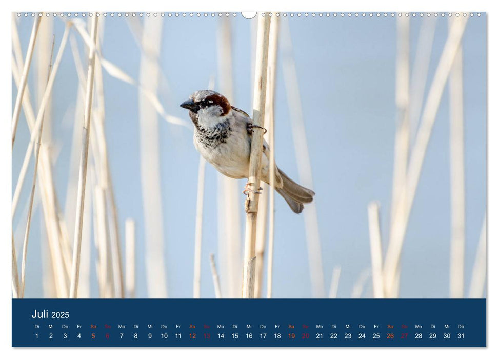 Spatzen-Kalender (CALVENDO Premium Wandkalender 2025)