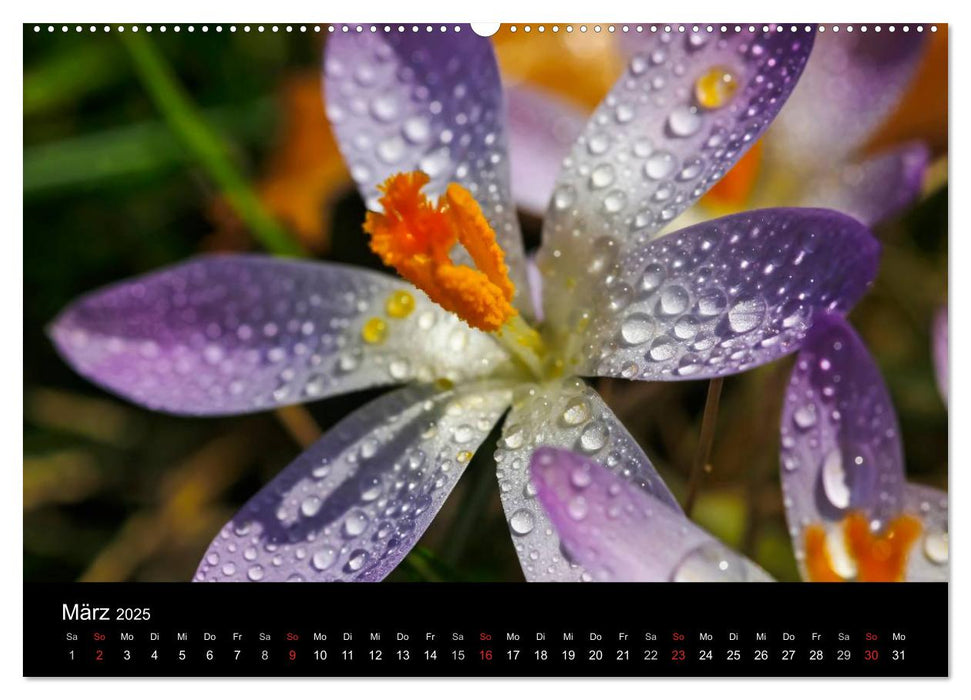 Wassertropfen (CALVENDO Premium Wandkalender 2025)