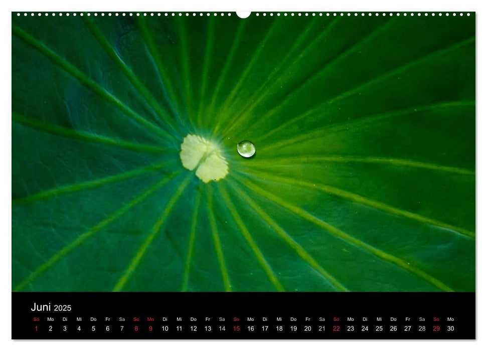 Wassertropfen (CALVENDO Premium Wandkalender 2025)