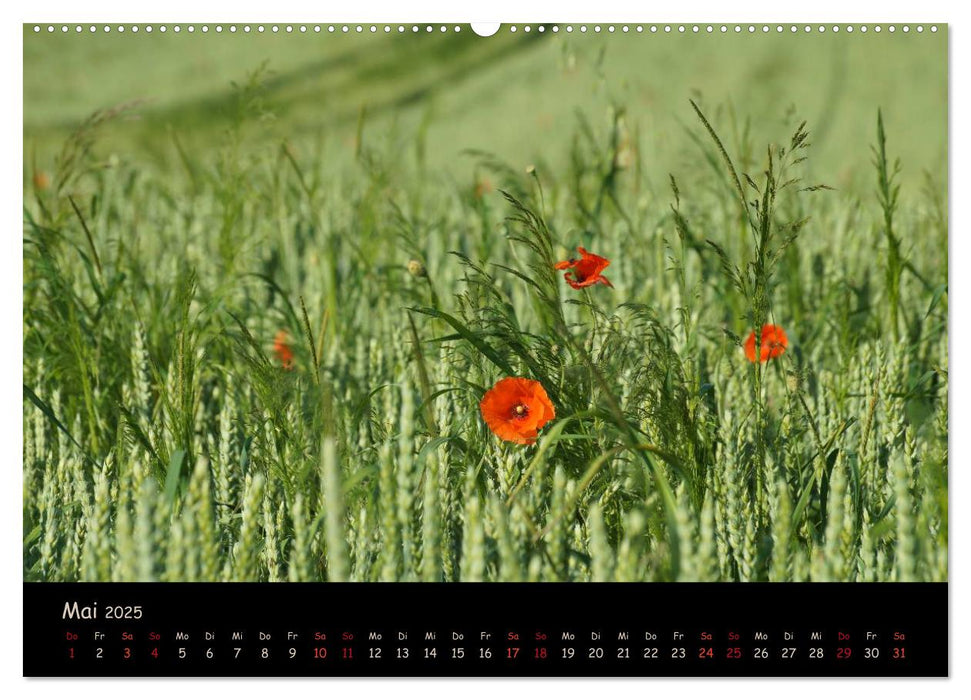 Just Mohn (CALVENDO Premium Wandkalender 2025)