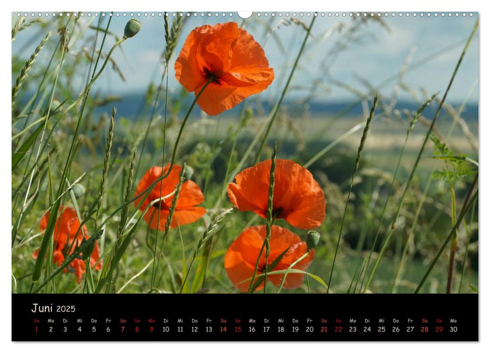 Just Mohn (CALVENDO Premium Wandkalender 2025)