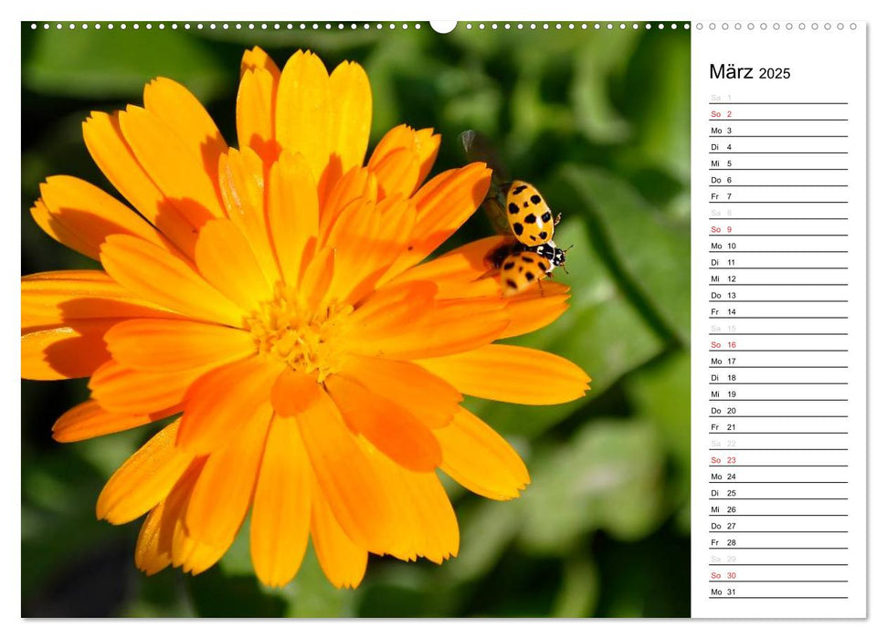 Marienkäfer 2025 (CALVENDO Wandkalender 2025)
