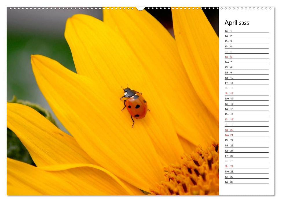 Marienkäfer 2025 (CALVENDO Wandkalender 2025)