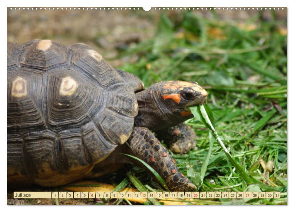 Schildkröten - Gepanzerte Urzeitwesen (CALVENDO Premium Wandkalender 2025)